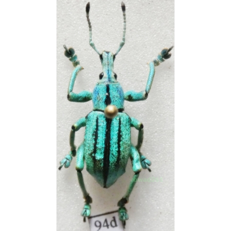 Eupholus cuvieri Guérin-Méneville, 1830 Indonesia, Arfakt Is94d